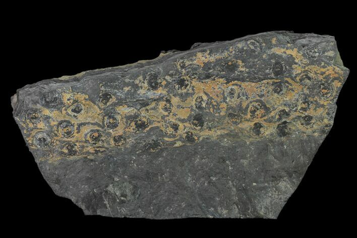 Fossil Lycopod Tree Root (Stigmaria) - Kentucky #136836